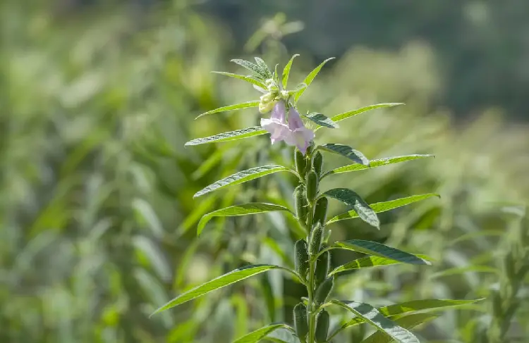 郑杂芝H03 | 芝麻品种