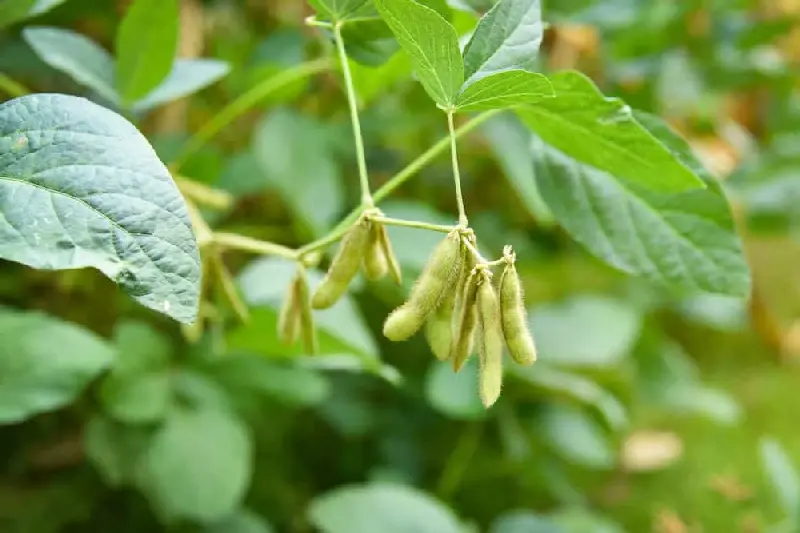 开清鲜豆1号 | 大豆品种