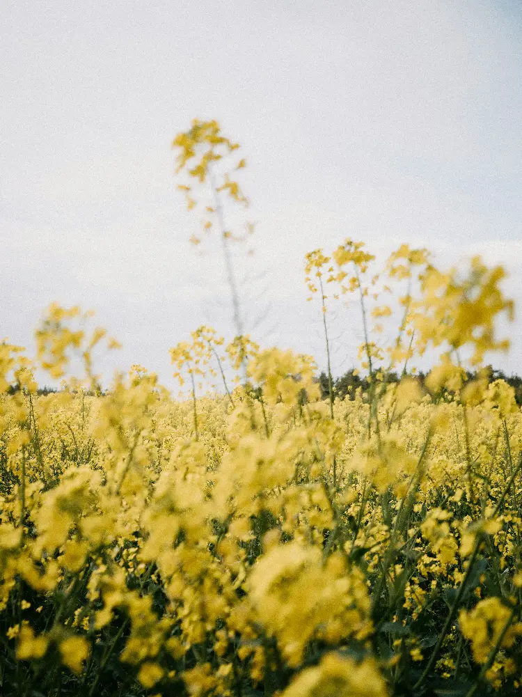 绵油20 | 油菜品种