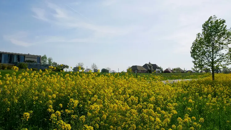 绿油2号 | 油菜品种