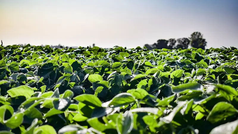 欧科豆99号 | 大豆品种