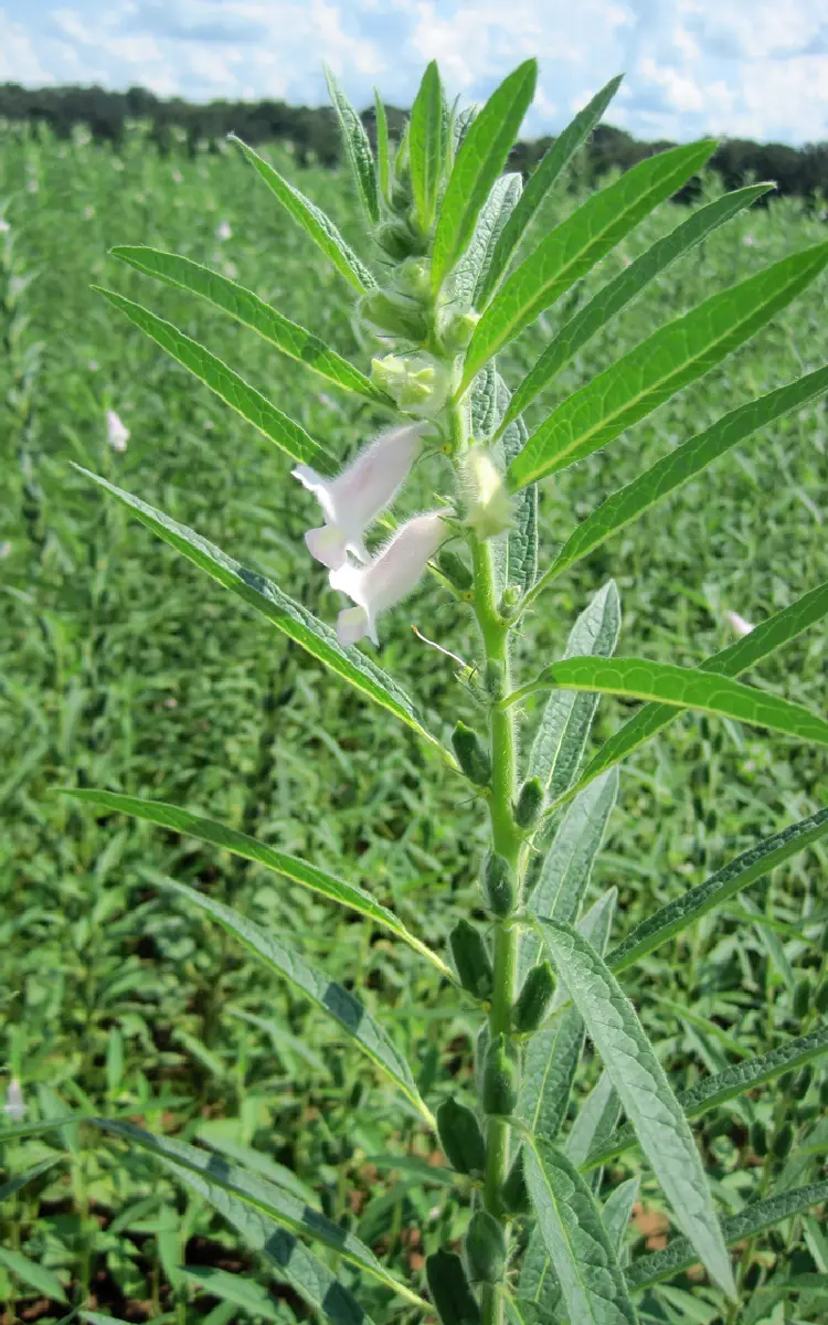 郑芝97C01 | 芝麻品种