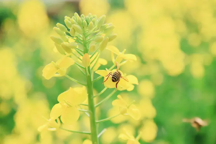 华齐油16 | 油菜品种