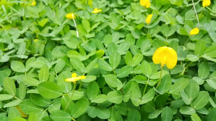 冀花12号 | 花生品种