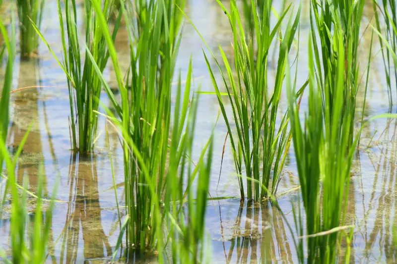 裕优油占 | 水稻品种