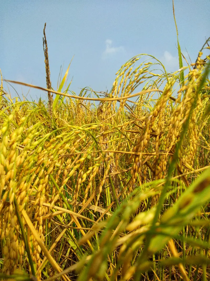 荃优绿银占 | 水稻品种