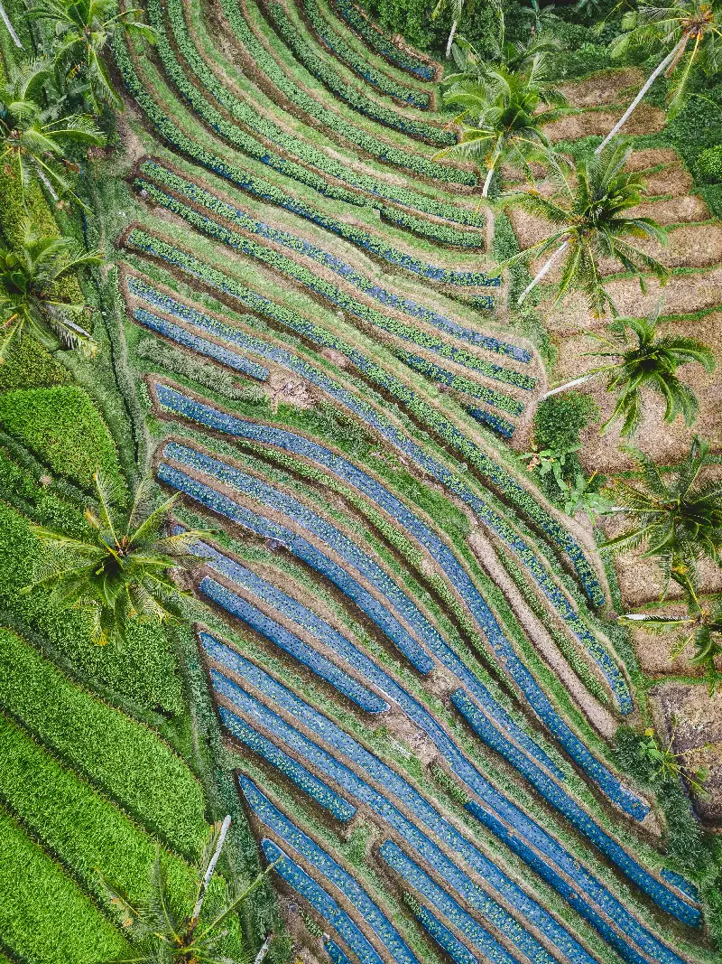 爽两优华占 | 水稻品种