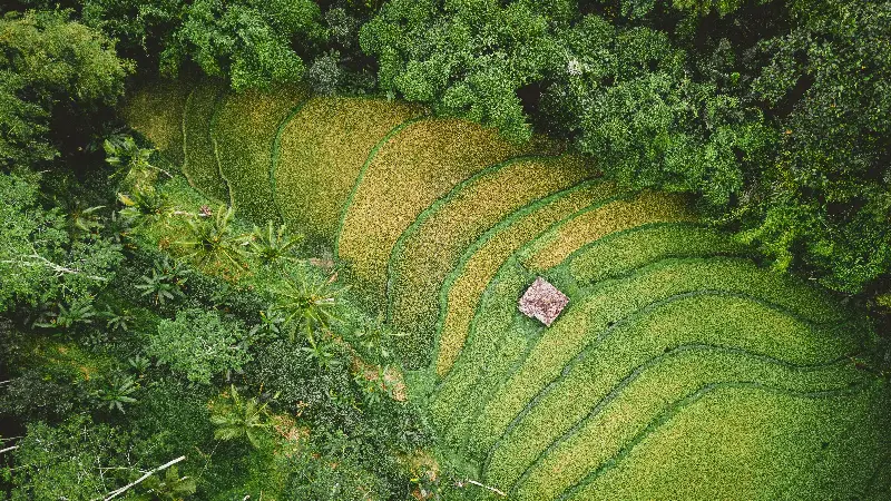 荃早优 857 | 水稻品种