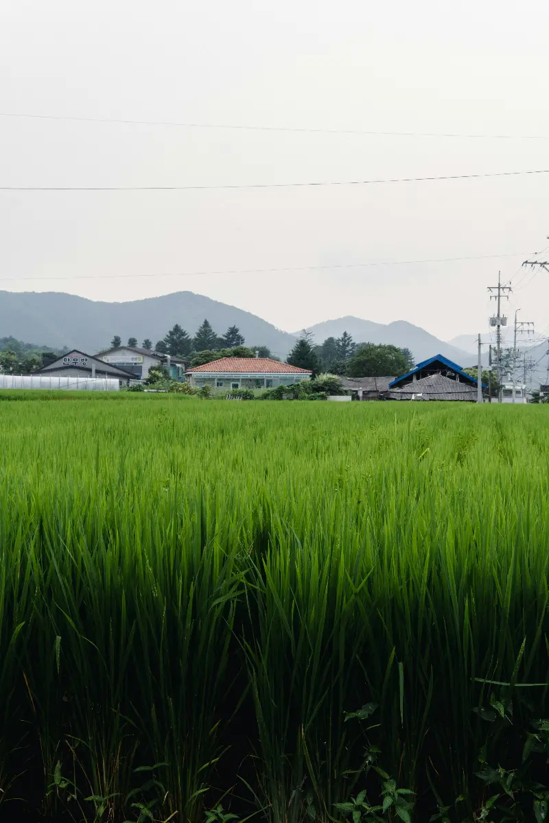 渝紫叶5号 | 水稻品种