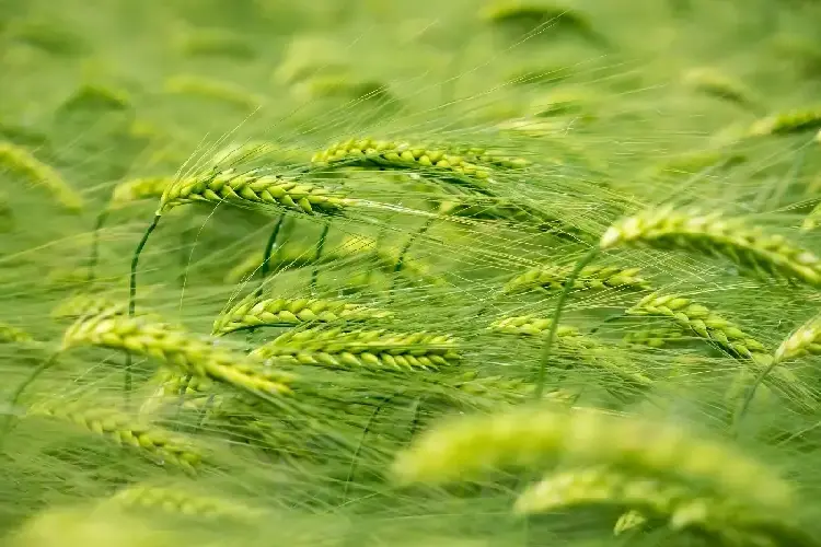 顺麦11号 | 小麦品种