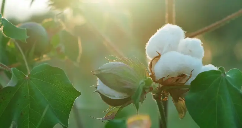 郑杂棉19 | 棉花品种