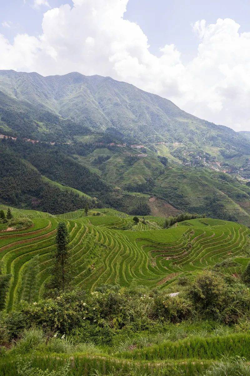 禅山占 | 水稻品种