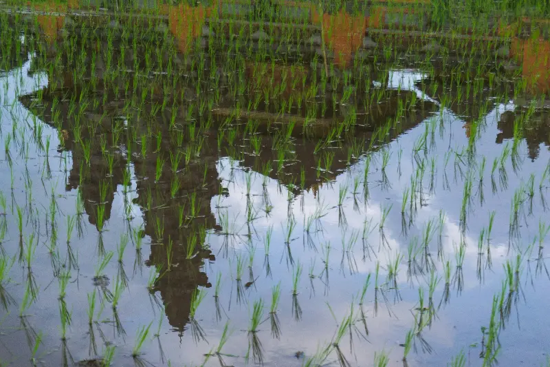 新黄油占 | 水稻品种