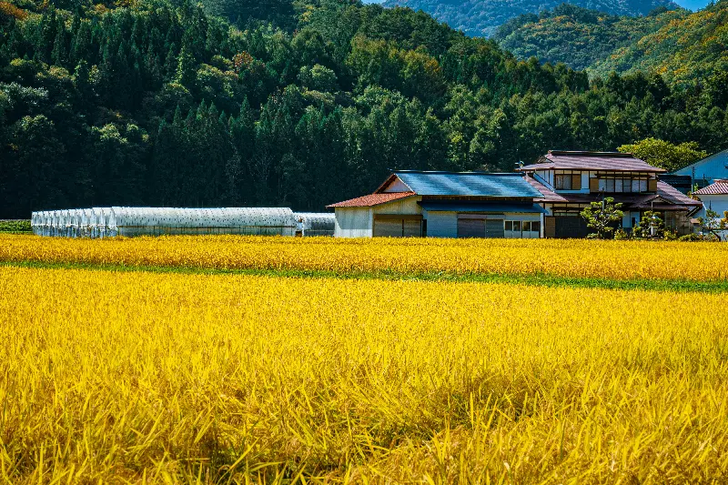 吉稻2号 | 水稻品种