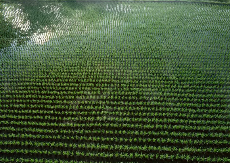 箴两优鄂香丝苗 | 水稻品种