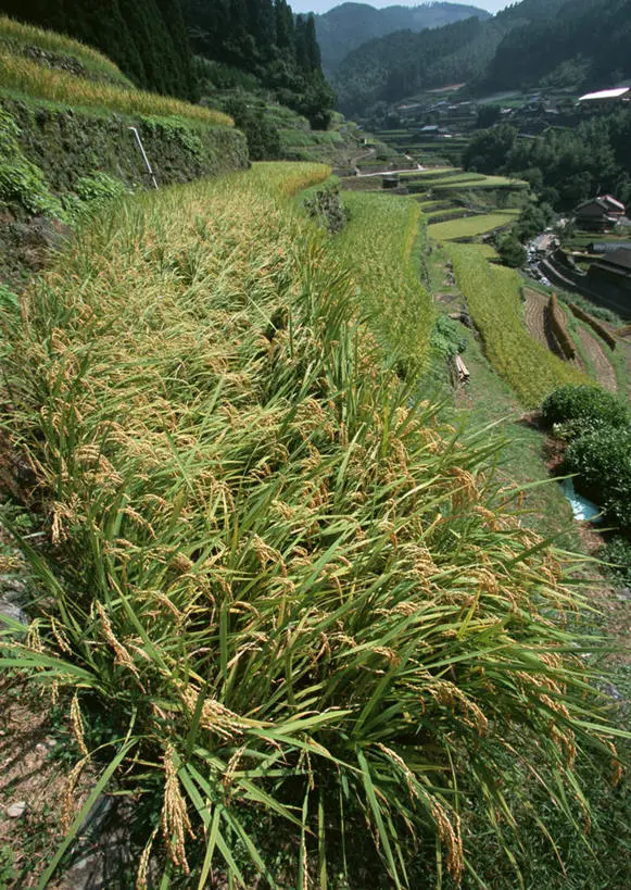 五优7号 | 水稻品种