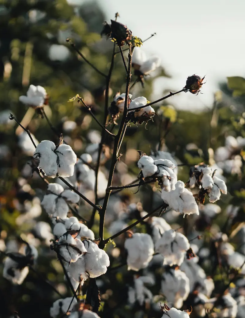 华杂棉H834 | 棉花品种