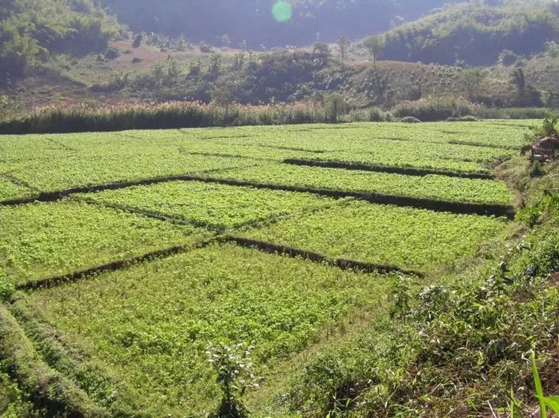 洛豆8号 | 大豆品种