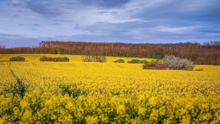 赣油杂6号 | 油菜品种