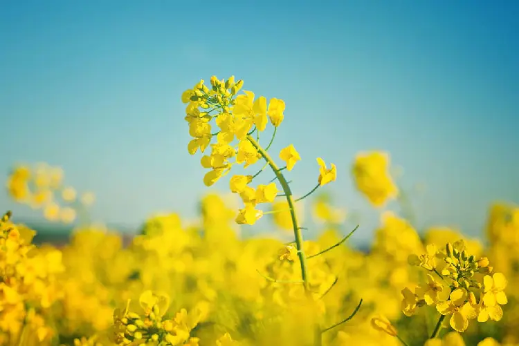 华油2号 | 油菜品种