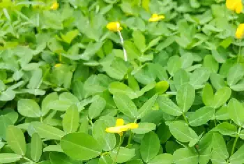 (齐花3号)花生品种简介_油料种子介绍_油料品牌齐花3号