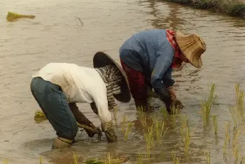 (粤籼18)水稻品种简介_水稻种子介绍_水稻品牌粤籼18