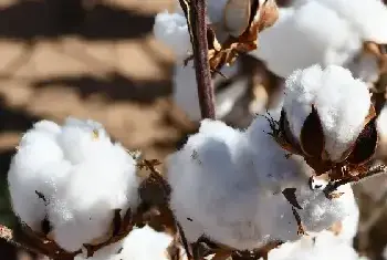 (特璞棉118)棉花品种简介_棉花种子介绍_棉花品牌特璞棉118