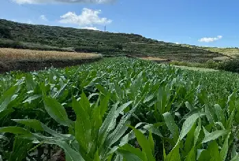 (红单11号)普通玉米品种简介_玉米种子介绍_玉米品牌红单11号