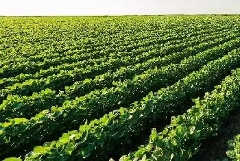 (丽秋3号)大豆品种简介_油料种子介绍_油料品牌丽秋3号