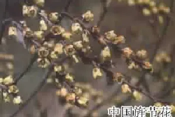 小通草(小通花)的功效与作用_全国中草药汇编_小通草图片_中药材